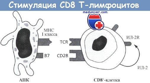 CD8 -