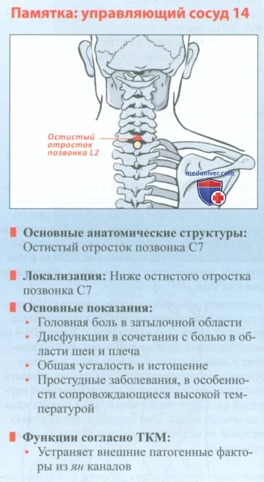 Точка управляющий сосуд 14 да цжуй в акупунктуре