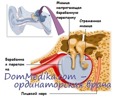 Акустический рефлекс и стременная мышца уха