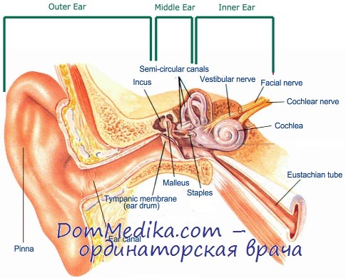 эмбриогенез органа слуха