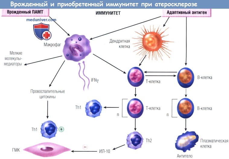 Врожденный и приобретенный иммунитет при атеросклерозе
