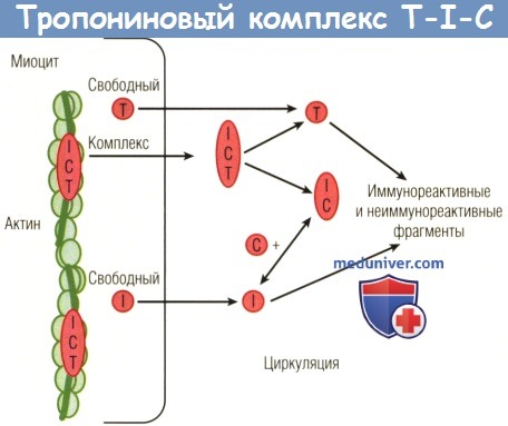 Тропониновый комплекс T-I-C
