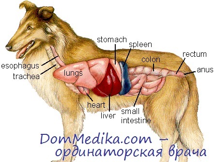 панкреатэктомия у животных