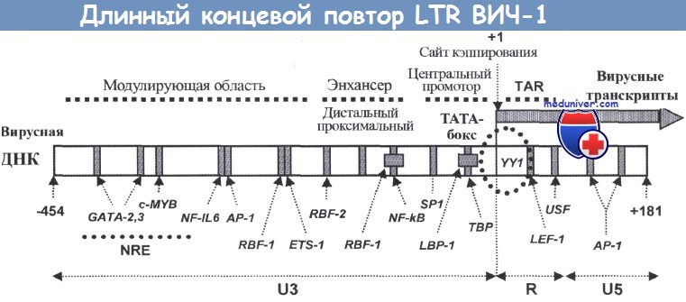    LTR -1