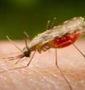 возбудитель малярии