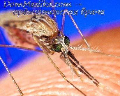 социальное значение малярии