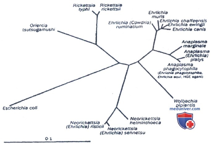  Anaplasmataceae