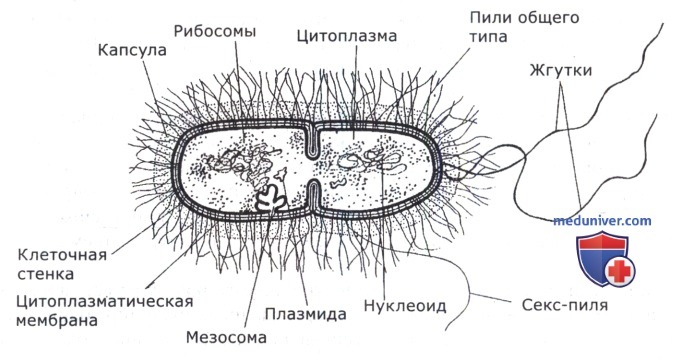 Слизистый слой бактерий. Строение бактерии мезосомы. Мезосома бактериальной клетки строение. Мезосома у бактерий это.