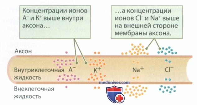 Мембранный потенциал: потенциал покоя, потенциал действия, нервный импульс, рефрактерный период