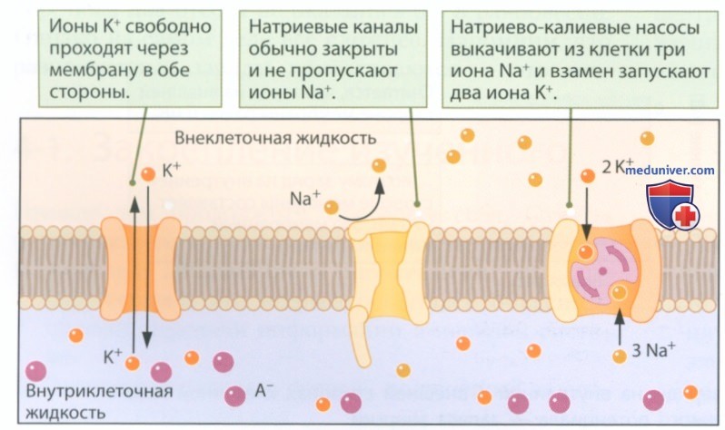 Мембранный потенциал: потенциал покоя, потенциал действия, нервный импульс, рефрактерный период