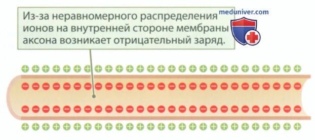 Мембранный потенциал: потенциал покоя, потенциал действия, нервный импульс, рефрактерный период