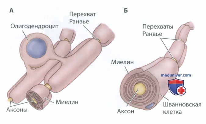 Мембранный потенциал: потенциал покоя, потенциал действия, нервный импульс, рефрактерный период