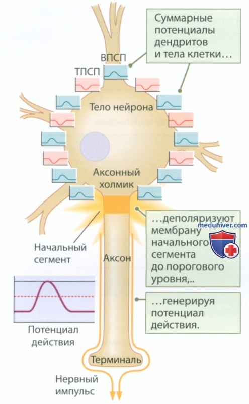 Как нейроны интегрируют информацию: суммация, универсальность нейрона