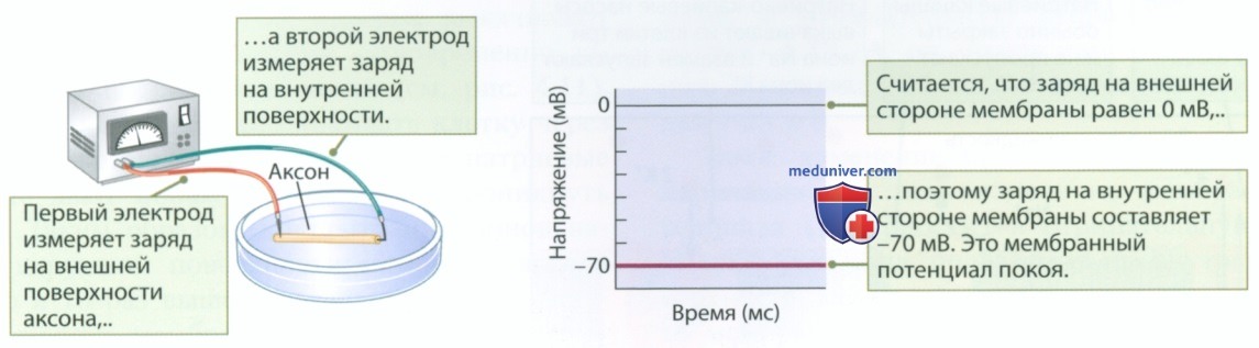 Мембранный потенциал: потенциал покоя, потенциал действия, нервный импульс, рефрактерный период