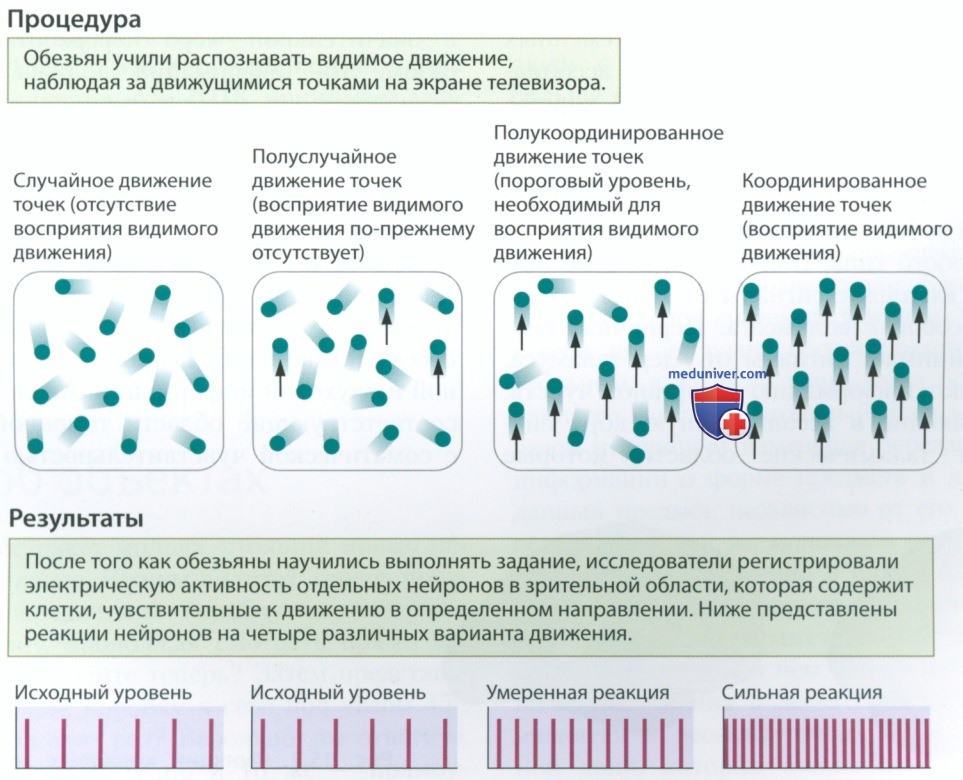 Элементарные единицы мышления
