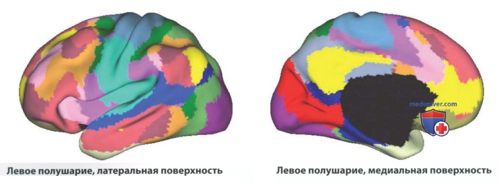 Познание и ассоциативная кора
