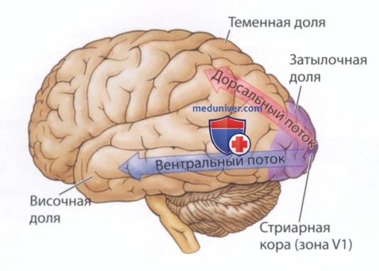 Объяснение возникновения межполушарной асимметрии