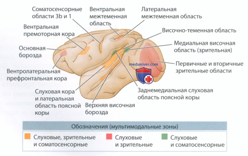 Познание и ассоциативная кора
