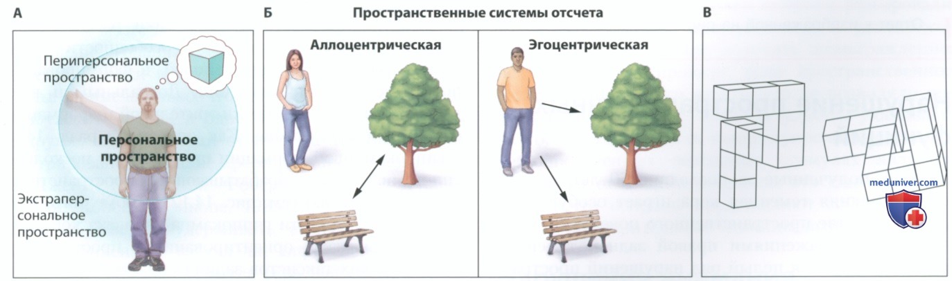 Познание и ассоциативная кора
