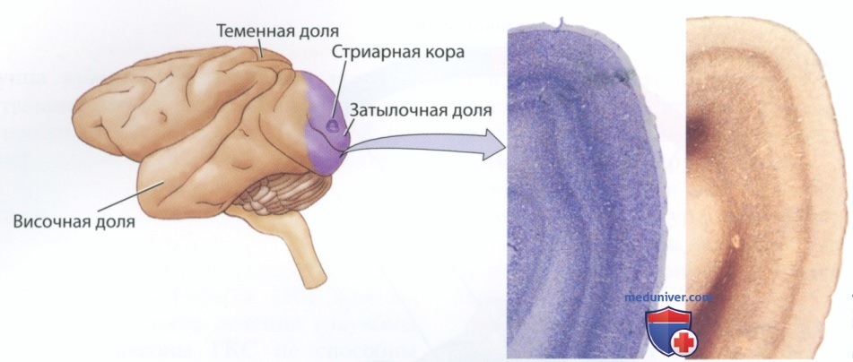 Зрительные пути - с точки зрения нейрофизиологии