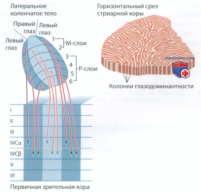 Дорсальный и вентральный зрительные пути - с точки зрения нейрофизиологии