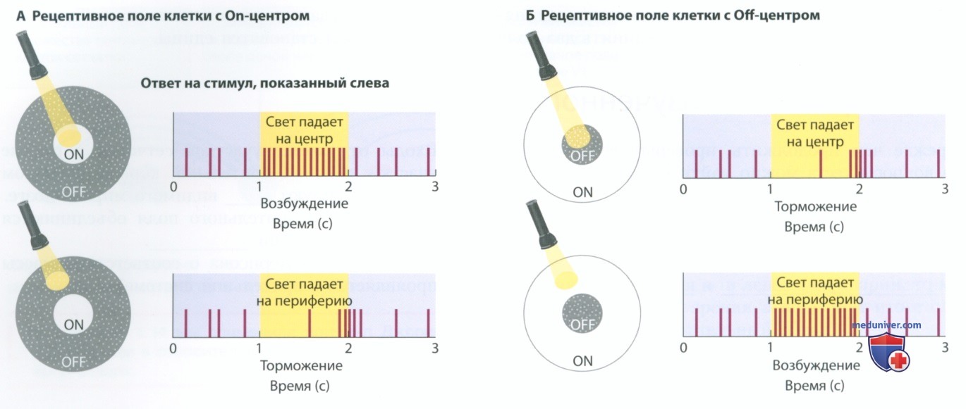 Восприятие цвета с точки зрения релятивистской позиции в мкк является