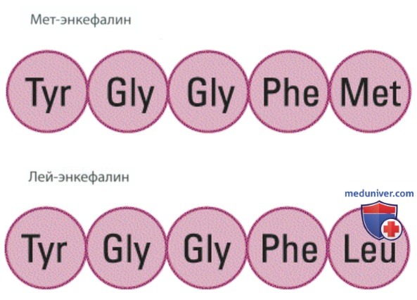 Нейромедиаторы и их рецепторы