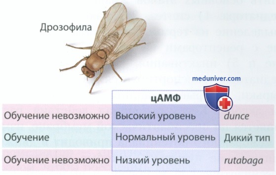 Роль синапсов в обучении и памяти