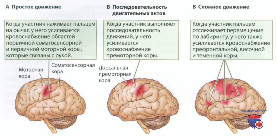 Экспериментальные доказательства иерархического и параллельного управления движением
