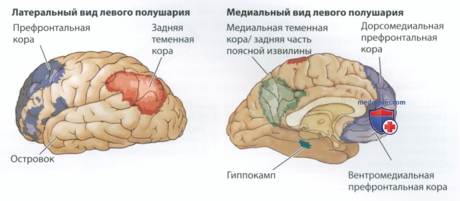 Развитие лобной доли мозга