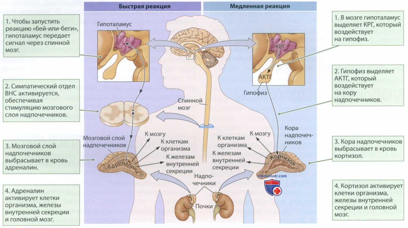 ������� � �� ������� �� ����, ���������