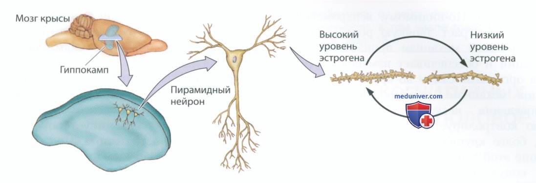 Воздействие половых гормонов на мозг