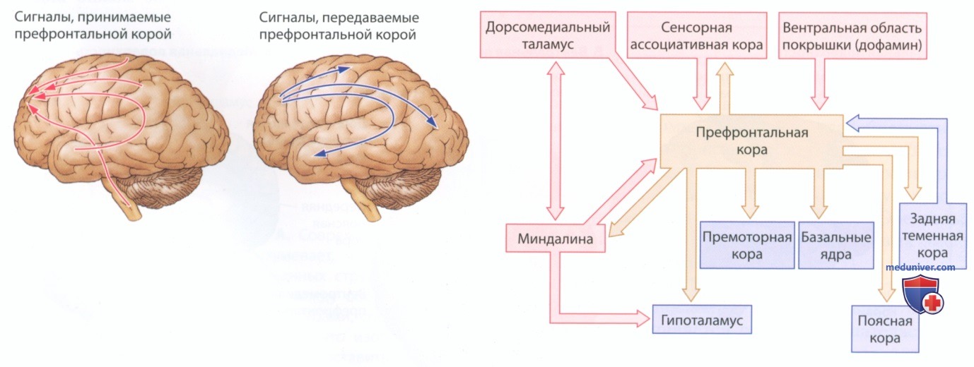 Эмоции и лимбическая система