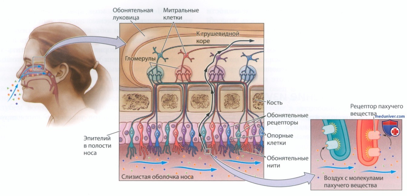 Обонятельная чувствительность