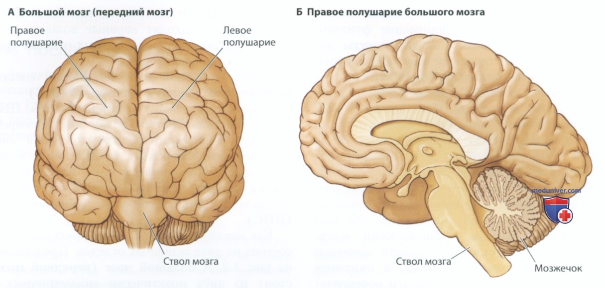 На сколько изучен мозг. Большой мозг состоит из. Изучение мозга при молитве.