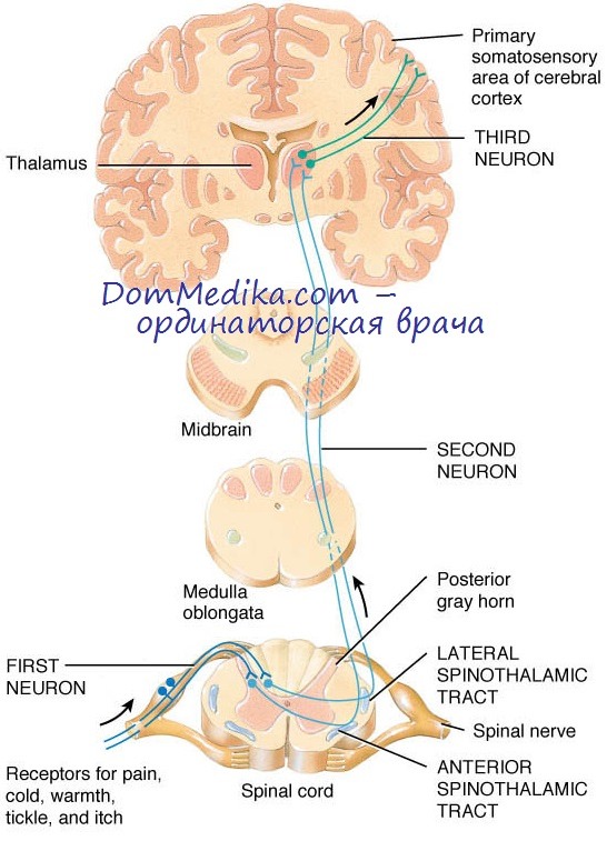 Спинной мозг: топографическая и функциональная анатомия