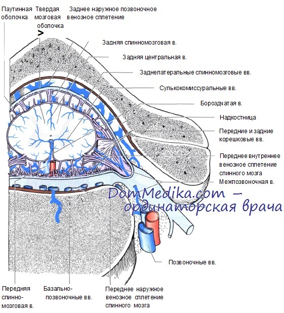 Кровоснабжение межпозвоночных дисков. Венозная система спинного мозга. Внутреннее венозное сплетение спинного мозга. Вены спинного мозга. Венозный отток спинного мозга.