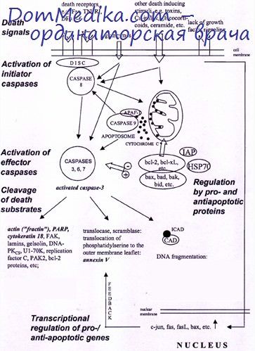 антионкогены