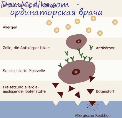 Отличия аллергии от иммунитета thumbnail