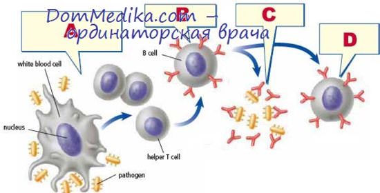 Оксид азота и иммунитет thumbnail