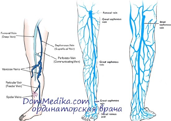 Отток крови из нижних конечностей. Коммуникационные вены ног